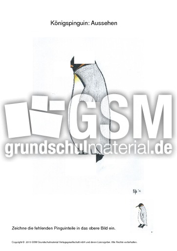 002 königspinguin aussehen einzeichnen.pdf